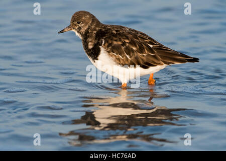 Ruddy Steinwälzer (Arenaria Interpres) im Winterkleid-Zucht auf Nahrungssuche am Strand entlang der Nordseeküste Stockfoto