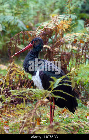 Schwarzstorch (Ciconia Nigra) unter den Farnen im herbstlichen Wald Stockfoto