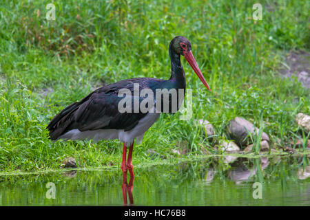 Schwarzstorch (Ciconia Nigra) auf Nahrungssuche im seichten Wasser des Teiches Stockfoto