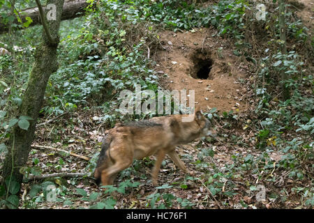 Grauer Wolf / graue Wolf (Canis Lupus) an Den Gruben im Boden im Wald Stockfoto
