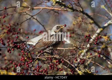 Wacholderdrossel, Turdus Pilaris, einziger Vogel im Busch Weißdorn, Warwickshire, Dezember 2016 Stockfoto