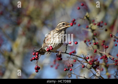 Rotdrossel, Turdus Iliacus, einziger Vogel in Weißdorn Hecke, Warwickshire, Dezember 2016 Stockfoto