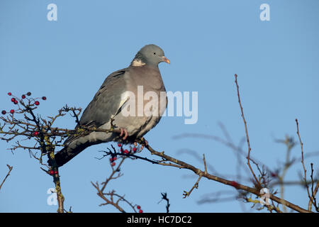 Ringeltaube Columba Palumbus, einziger Vogel auf Zweig, Warwickshire, Dezember 2016 Stockfoto