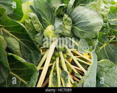 Brussel Sprout Pflanze Stockfoto