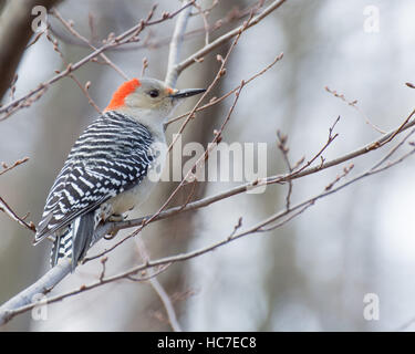 Männliche Rotbauch-Specht thront auf einem Ast. Stockfoto