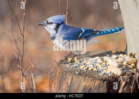 Ein Blue Jay thront auf Baumstumpf mit Vogelfutter und Erdnüssen. Stockfoto