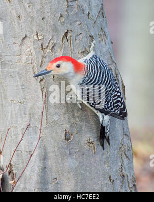 Männliche Rotbauch-Specht thront auf einem Baum. Stockfoto