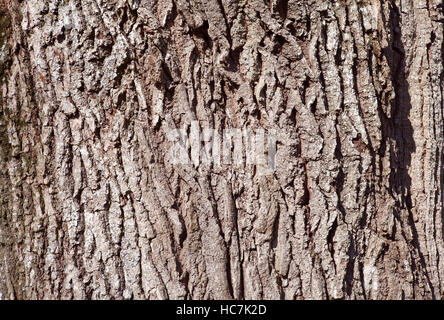 Nahaufnahme, Makro einer alten Eiche in der Sonne. Holz Rinde an einem Baum. Strahlender Sonnenschein und Frühling. Stockfoto