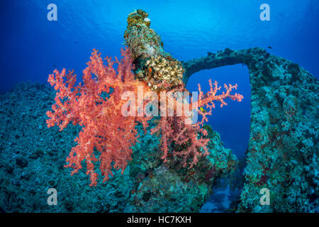 Weichkorallen (Dendronephthya Hemiprichi) auf das Wrack der Dunraven Proeller Klinge wachsen. Rotes Meer, Ägypten, November Stockfoto