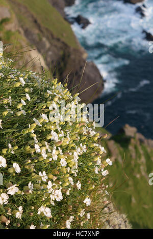 Meer Campion wachsen auf den steilen, exponierten Felsen von St. Kilda, Schottland Stockfoto