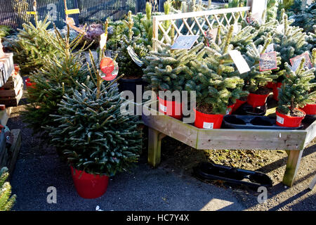 Super Blue Spruce & Fichte Weihnachten Bäume zum Verkauf an Whitehall Gartencenter in der Nähe von Lacock in Wiltshire, Vereinigtes Königreich. Stockfoto