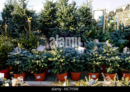 Super Blue Spruce & Fichte Weihnachten Bäume zum Verkauf an Whitehall Gartencenter in der Nähe von Lacock in Wiltshire, Vereinigtes Königreich. Stockfoto