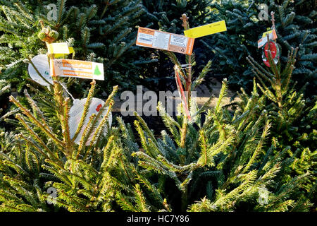 Gemeine Fichte Weihnachten Bäume zum Verkauf an Whitehall Gartencenter in der Nähe von Lacock in Wiltshire, Vereinigtes Königreich. Stockfoto