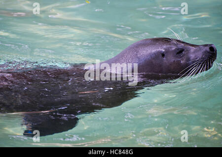 Henry Vilas Zoo, Madison Wisconsin auftauchen Dichtung Stockfoto