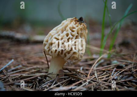 Morel Pilzzucht in einem Pinienwald. Stockfoto