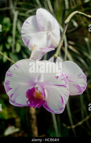 Foto von einem weißen und lila Orchideen Stockfoto