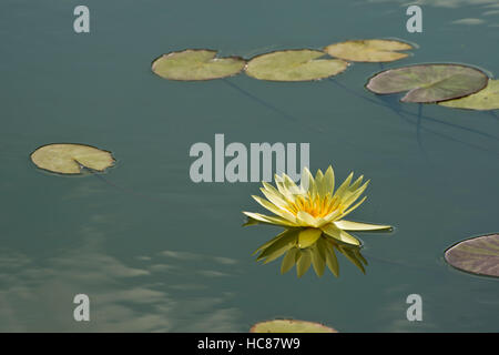 Foto von gelben Wasserlilien und Seerosen in einem Teich. Stockfoto