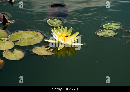 Foto von gelben Wasserlilien und Seerosen in einem Teich. Stockfoto