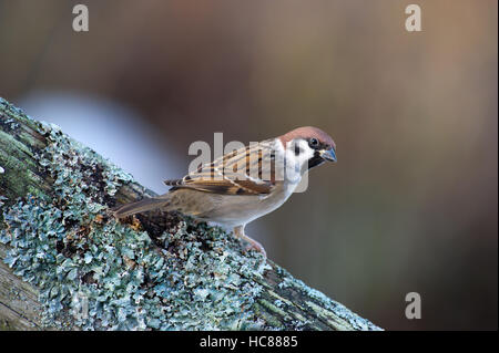 Der eurasischen Baum Sperling (Passer Montanus) auch bekannt als deutsche Sparrow ist ein Samen essen Vogel mit einem schönen bokeh Stockfoto