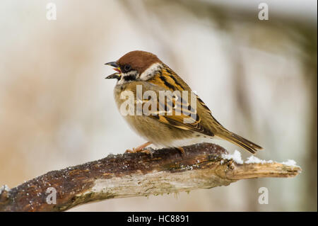 Der Gesang eurasischen Baum-Spatz (Passer Montanus) Sitzstangen mit einem schönen bokeh Stockfoto