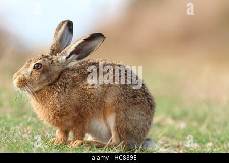 Feldhase Stockfoto