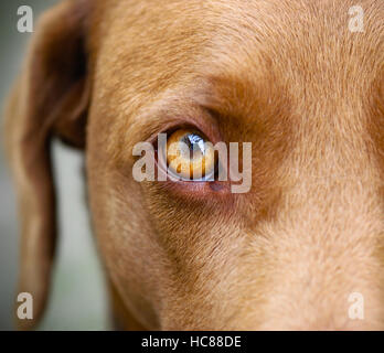 Brauner Labrador Auge closeup Stockfoto