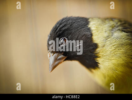 Schwarz und gelb Stieglitz Blick seitwärts Auge closeup Stockfoto