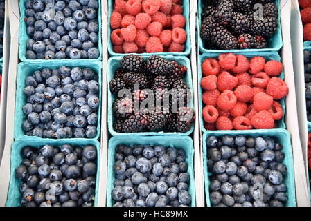 Bunt gemischte Container von Blaubeeren, Himbeeren und Brombeeren in einem Bauernmarkt in San Diego, Kalifornien, USA. Stockfoto