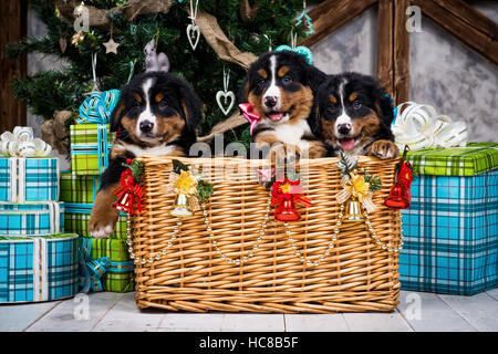 Hunderasse Berner Berg Welpe, Weihnachten und Neujahr Stockfoto