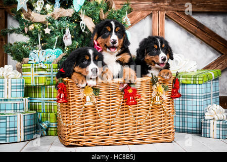 Hunderasse Berner Berg Welpe, Weihnachten und Neujahr Stockfoto