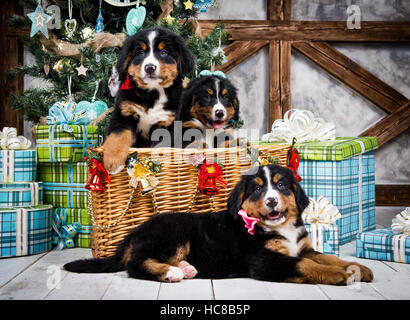 Hunderasse Berner Berg Welpe, Weihnachten und Neujahr Stockfoto