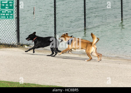 Hündisch Begleiter mit Wassertropfen fliegen aus ihrem nassen Fell, eine Verabredung auf einen Hundepark und seinen Teich genießen Stockfoto