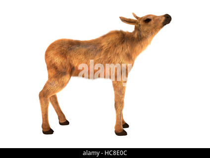 3D-Rendering eines niedliche Elch Kalb isoliert auf weißem Hintergrund Stockfoto