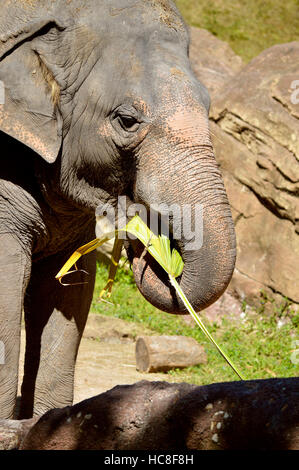 Asiatischer Elefant lateinischen Namen Elephas Maximus Essen Stockfoto