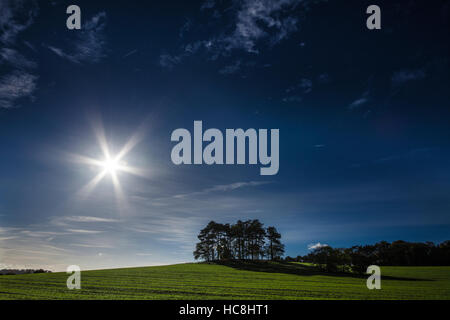 Sonne auf der grünen Wiese mit Bäumen sitzen auf einem Hügel. Stockfoto