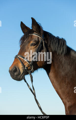 Porträt von schönes Pferd mit Trense über einen blauen Himmelshintergrund Stockfoto