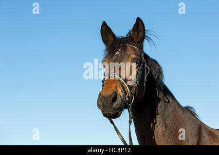 Porträt von schönes Pferd mit Trense über einen blauen Himmelshintergrund Stockfoto