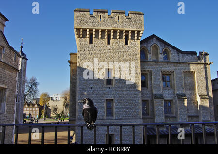 LONDON, UK - 1. Dezember 2016 - A Crow in der Tower of London-Festung Stockfoto