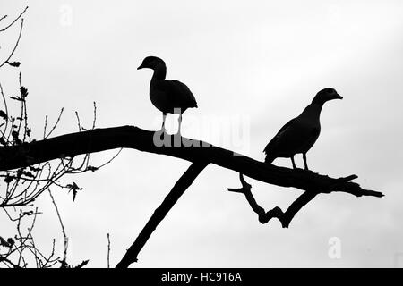 Nilgans Alopochen aegyptiacus zu Roost an einem Herbstabend Stockfoto