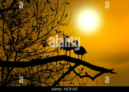 Nilgans Alopochen aegyptiacus zu Roost an einem Herbstabend Stockfoto