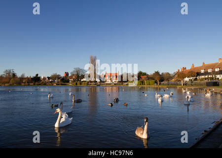 Schwäne und Wildlife schwimmen auf Thorpeness Meare, Thorpeness, Suffolk, England, Vereinigtes Königreich Stockfoto