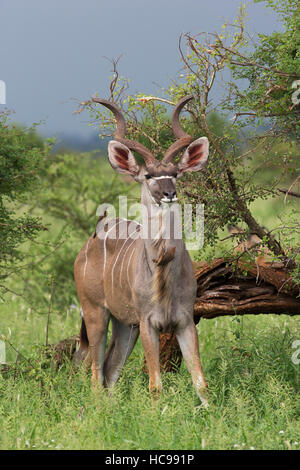 12. Januar 2015: große Kudu im Krüger National Park. Stockfoto