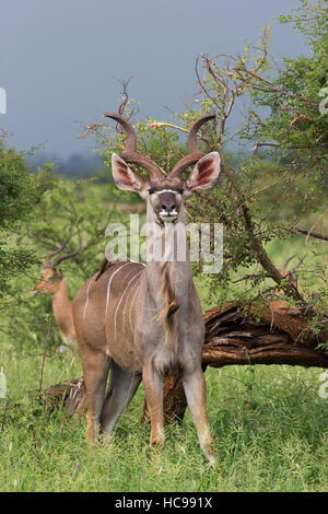 12. Januar 2015: große Kudu im Krüger National Park. Stockfoto