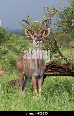 12. Januar 2015: große Kudu im Krüger National Park. Stockfoto