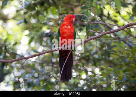 Eine Häutung Australian King Parrot (Alisterus Scapularis) in einem Baum. Stockfoto