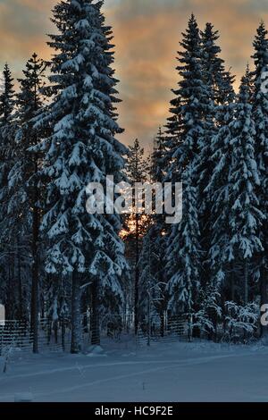 Sunset in the winter wood Stockfoto