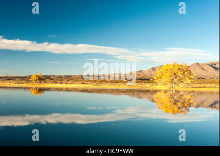 Atmosphärische Landschaft, Baum mit gelbem Laub, der sich in einer Seefläche des Bosque del Apache National Wildlife Refuge in New Mexico, NM, USA, spiegelt. Stockfoto