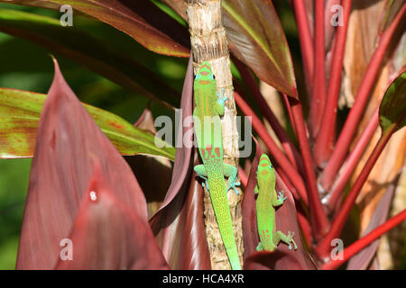 zwei Goldstaub Taggeckos in einem Garten in Hawaii Stockfoto