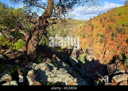 Heiligen Canyon Flinders Ranges, South Australia Stockfoto