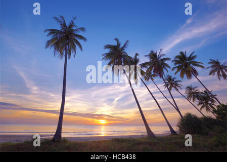 Kokospalme am Strand bei Sonnenuntergang Stockfoto